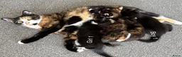 Domestic Shorthair cats for sale: Beautiful Kittens - Ready Now - Advert 3