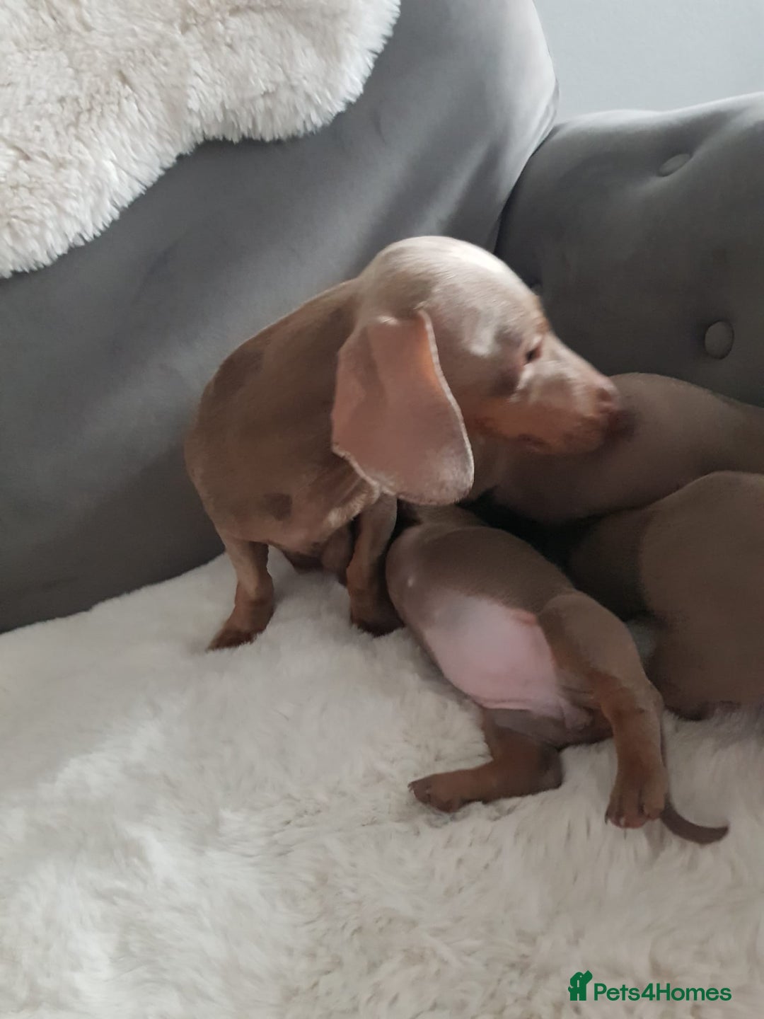 Miniature Dachshund dogs for sale: Miniature dachshund  - Advert 12