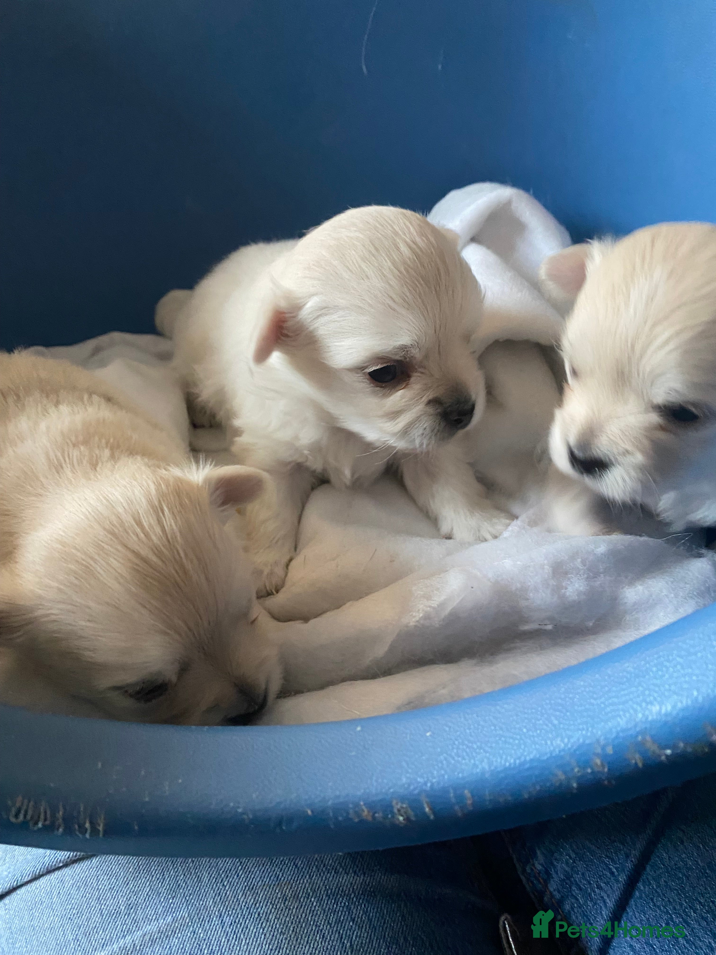 Pomchi dogs Pomchi puppies - Advert 1