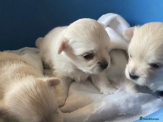 Pomchi dogs Pomchi puppies - Advert 1