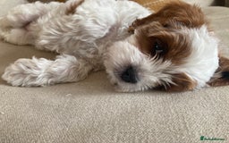 Cavapoo dogs for sale: 8 week old Cavapoo girl - Image 9