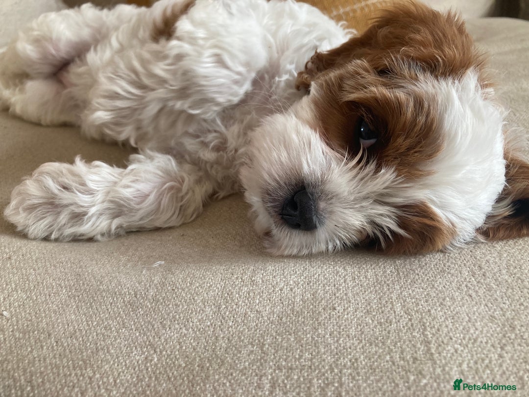Cavapoo dogs for sale: 8 week old Cavapoo girl - Image 9