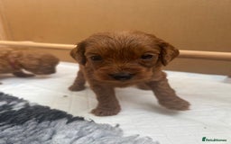 Cavapoo dogs for sale: Fox RED Cavapoo Puppies - Image 26