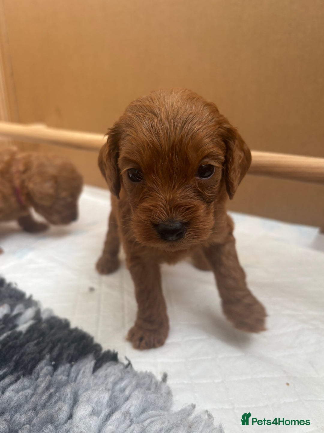 Cavapoo dogs for sale: Fox RED Cavapoo Puppies - Image 26