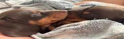 Miniature Dachshund dogs for sale: 🌟🌟Beautiful tan/fawn miniature dachshund🌟 🌟 - Advert 9