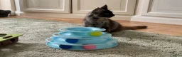 Maine Coon cats for sale: 2 Maine coon kittens  - Advert 16