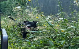 Mixed Breed dogs for sale: Staffy x cane corso pup - Image 6