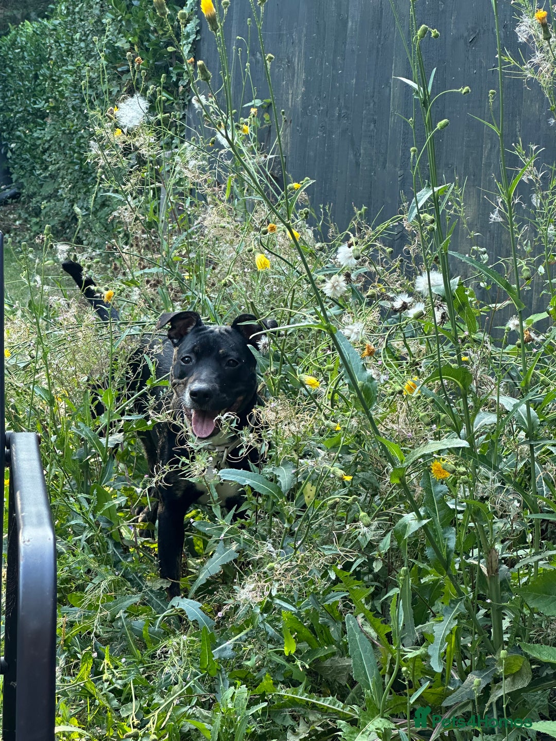 Mixed Breed dogs for sale: Staffy x cane corso pup - Image 6