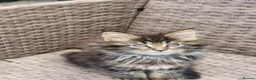 Maine Coon cats for sale: Maine Coons Ready Now!! 4 male 1 female  - Advert 10