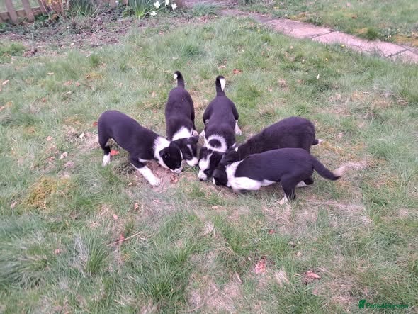 Border Collie dogs Lovely Border Collie Pups Working Sheepdog  - Advert 10