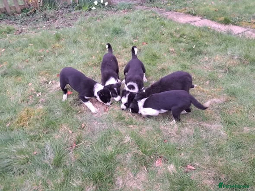Border Collie dogs for sale: Lovely Border Collie Pups Working Sheepdog  - Advert 1