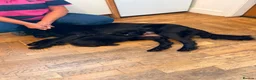 Flat coated Retriever dogs for sale: Flat coated pups ready 24/07 - Advert 40