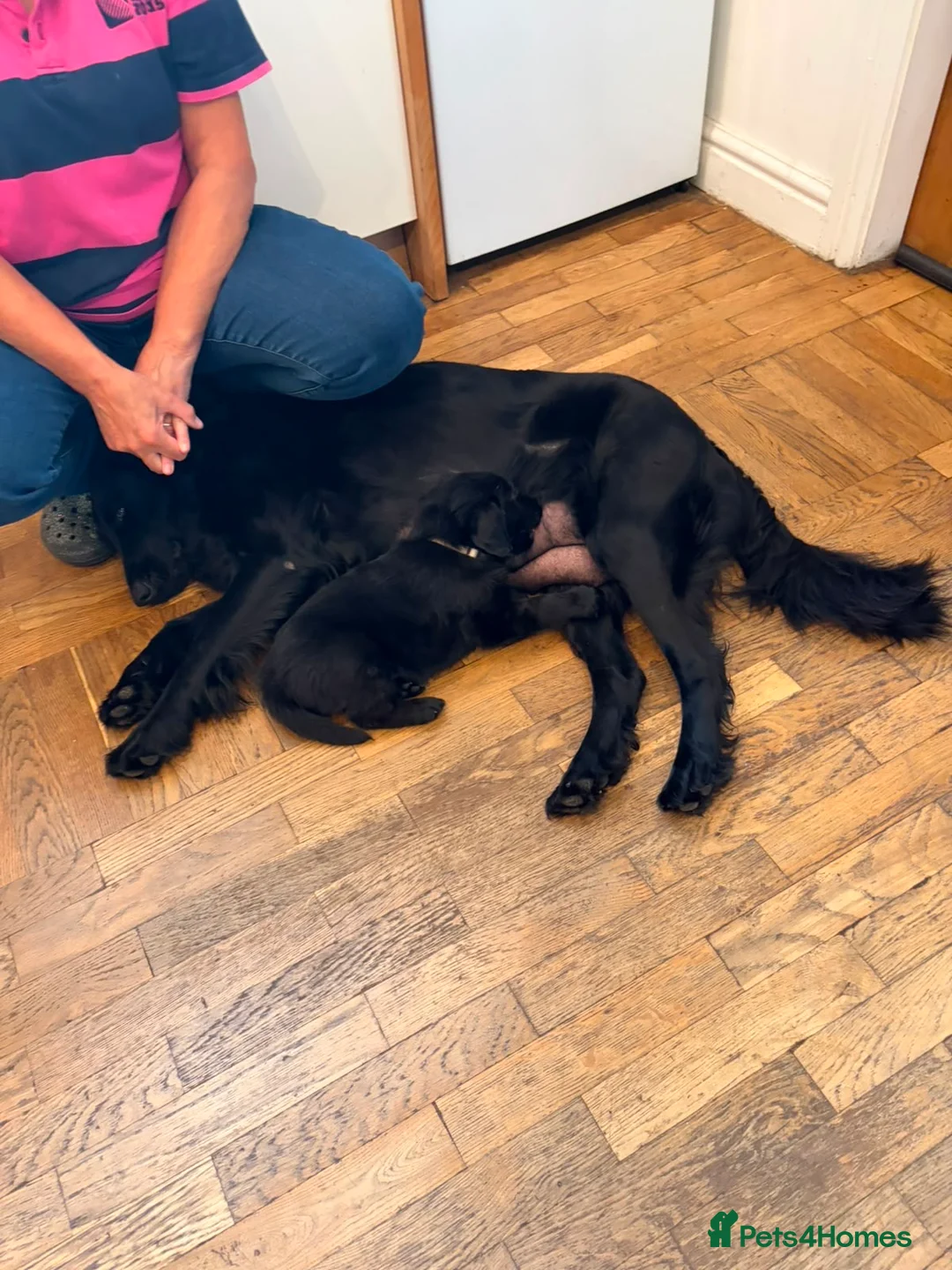 Flat coated Retriever dogs for sale: Flat coated pups ready 24/07 - Advert 40
