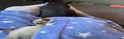 Chihuahua dogs for sale: Two chihuahua girls (REHOME ASAP) - Advert 14