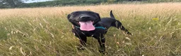 Labrador Retriever dogs for sale: 1.5 year old male Labrador  - Advert 3