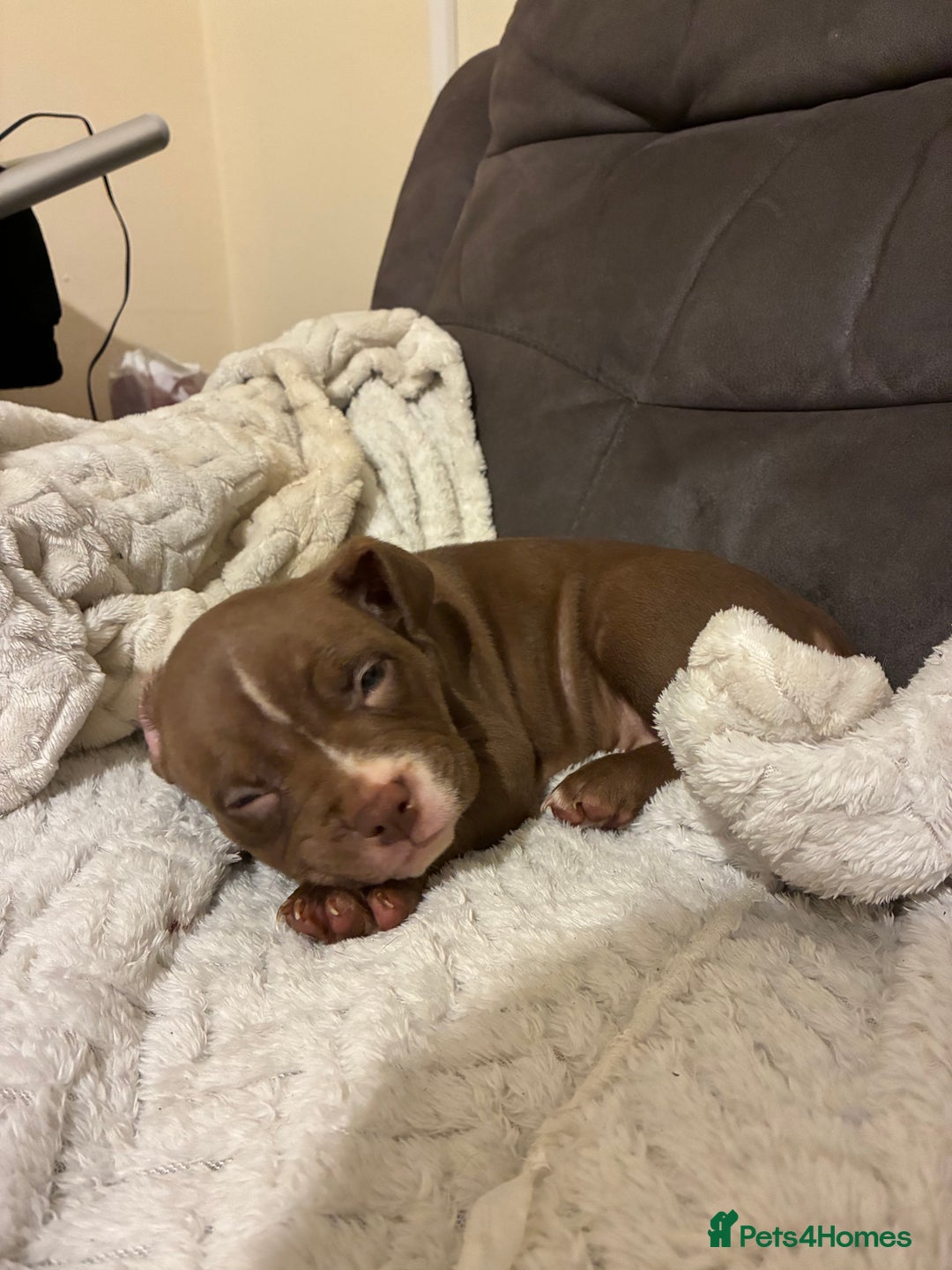 Mixed Breed dogs for sale: Pocket bully pup - Advert 4