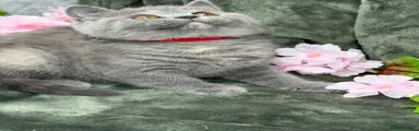 British Shorthair 3