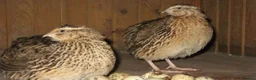 Quail poultry for sale: Male Quails for Sale – 6 Weeks+ - Advert 1