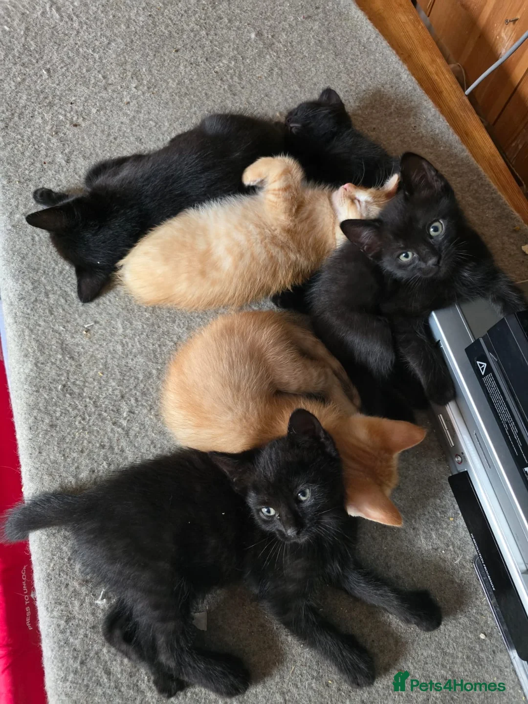 Ragdoll cats for sale: Six half ragdoll kittens, four black, two ginger - Advert 2