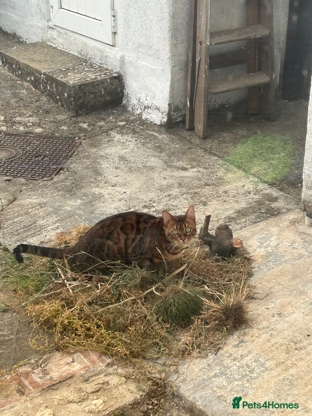 Bengal cats for sale: 5 year old male bengal cat.  - Advert 14