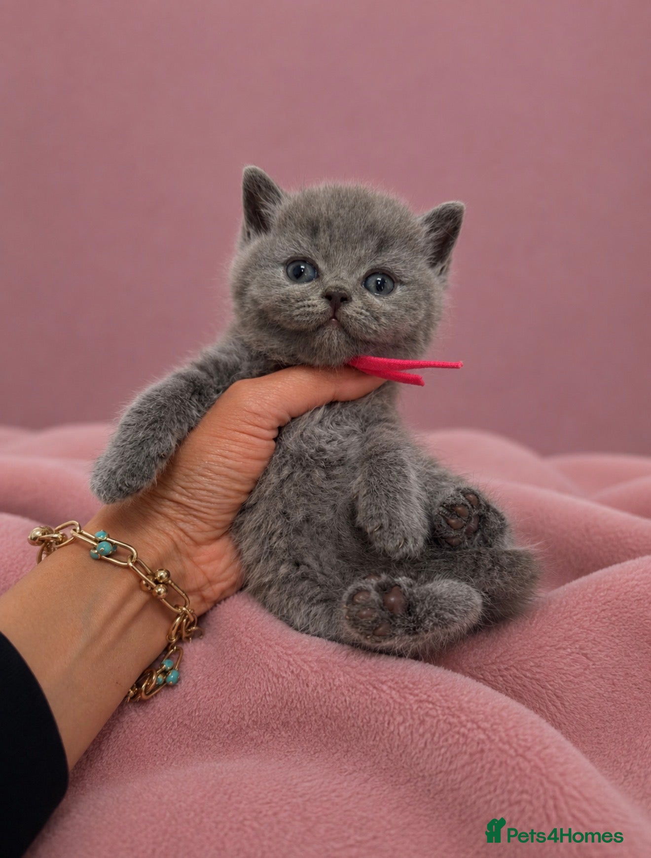 British Shorthair cats TICA Blue British Shorthair Kittens - Pet homes 💙 - Advert 1