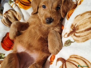 Australian Labradoodle dogs - Advert 2