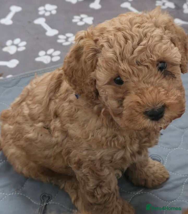 Mixed Breed dogs  ready to Go! Last boy apricot toy poodle x puppy  - Advert 2