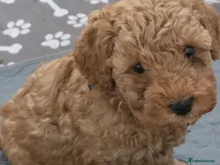 Mixed Breed dogs ready to Go! Last boy apricot toy poodle x puppy - Advert 2