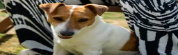Jack Russell dogs for sale: Jack Russel puppies in Hull - Advert 14