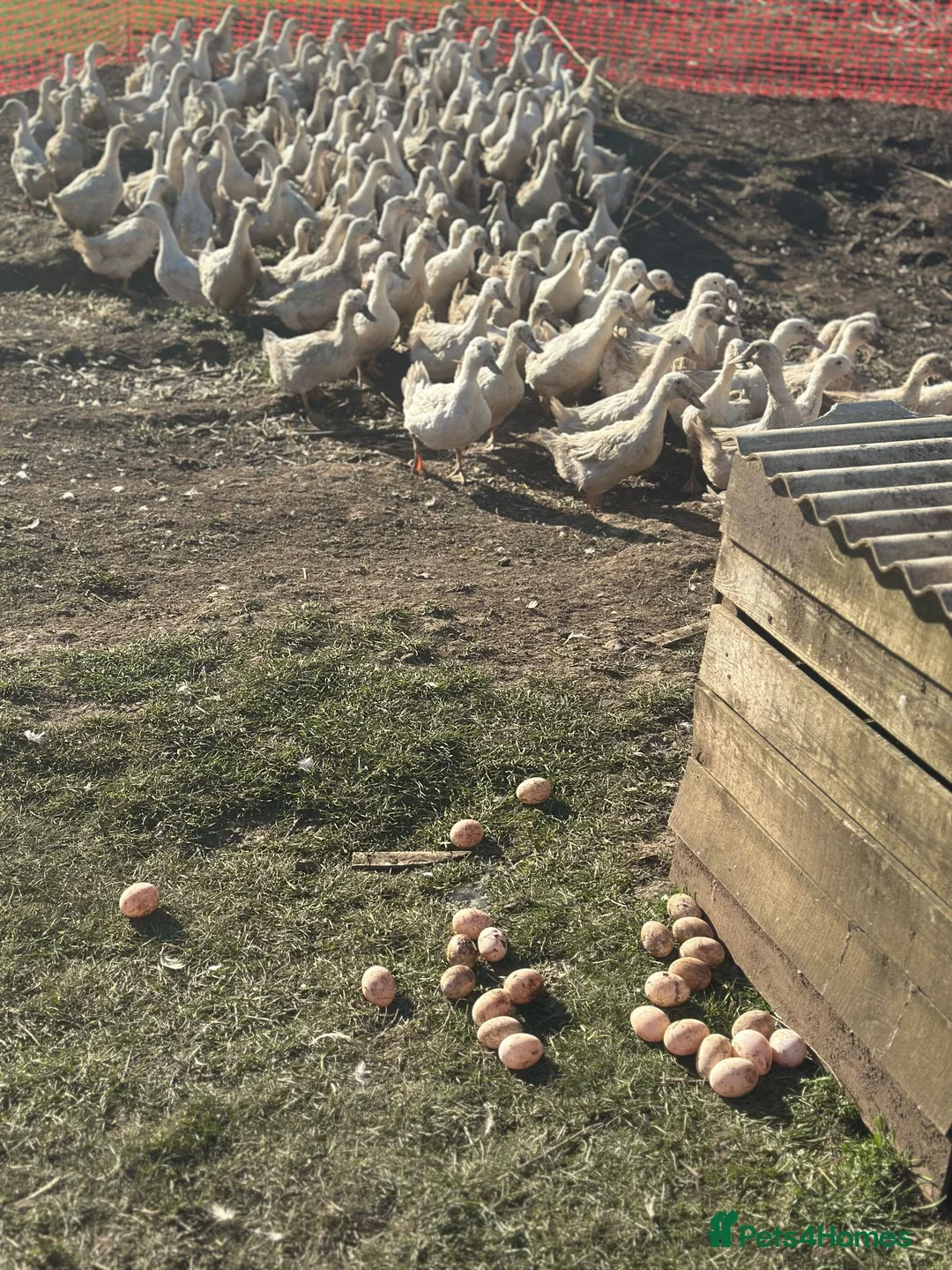 Ducks poultry for sale: White Campbell/Cherry Vally/Aylsburys  in Spalding - Advert 1