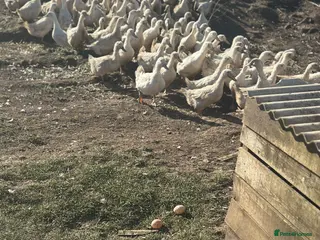 Ducks poultry White Campbell/Cherry Vally/Aylsburys in Spalding - Advert 1