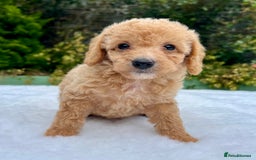 Labradoodle dogs for sale: Stunning F1b mini labradoodles  - Image 10