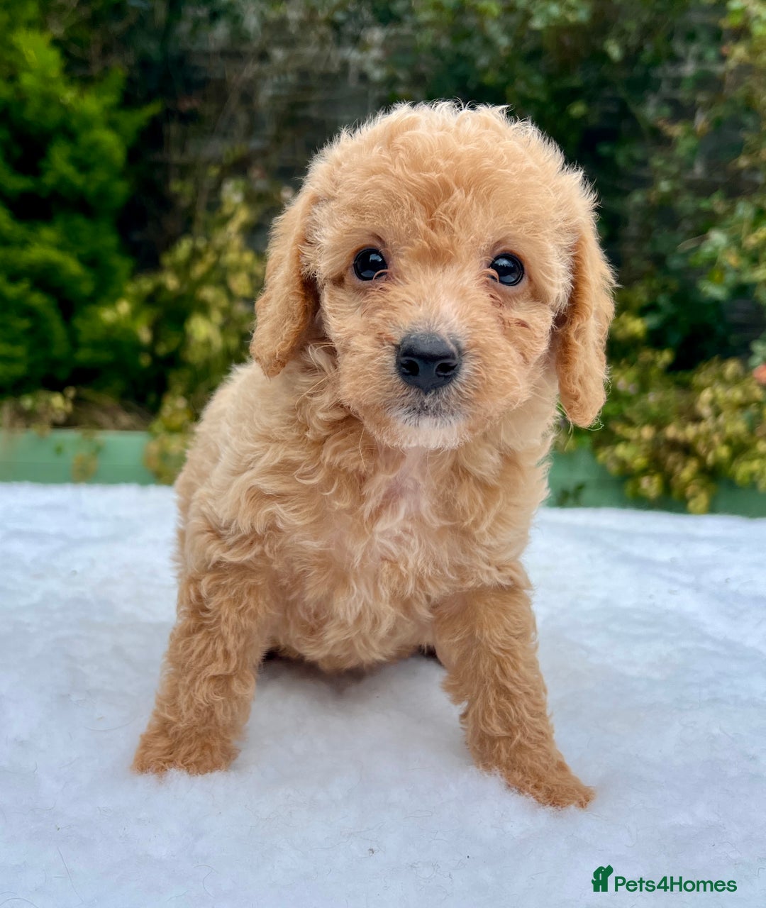 Labradoodle dogs for sale: Stunning F1b mini labradoodles  - Image 10