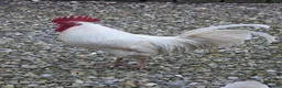 Mixed Breed poultry for sale: Cockerels needing a new home  - Advert 2