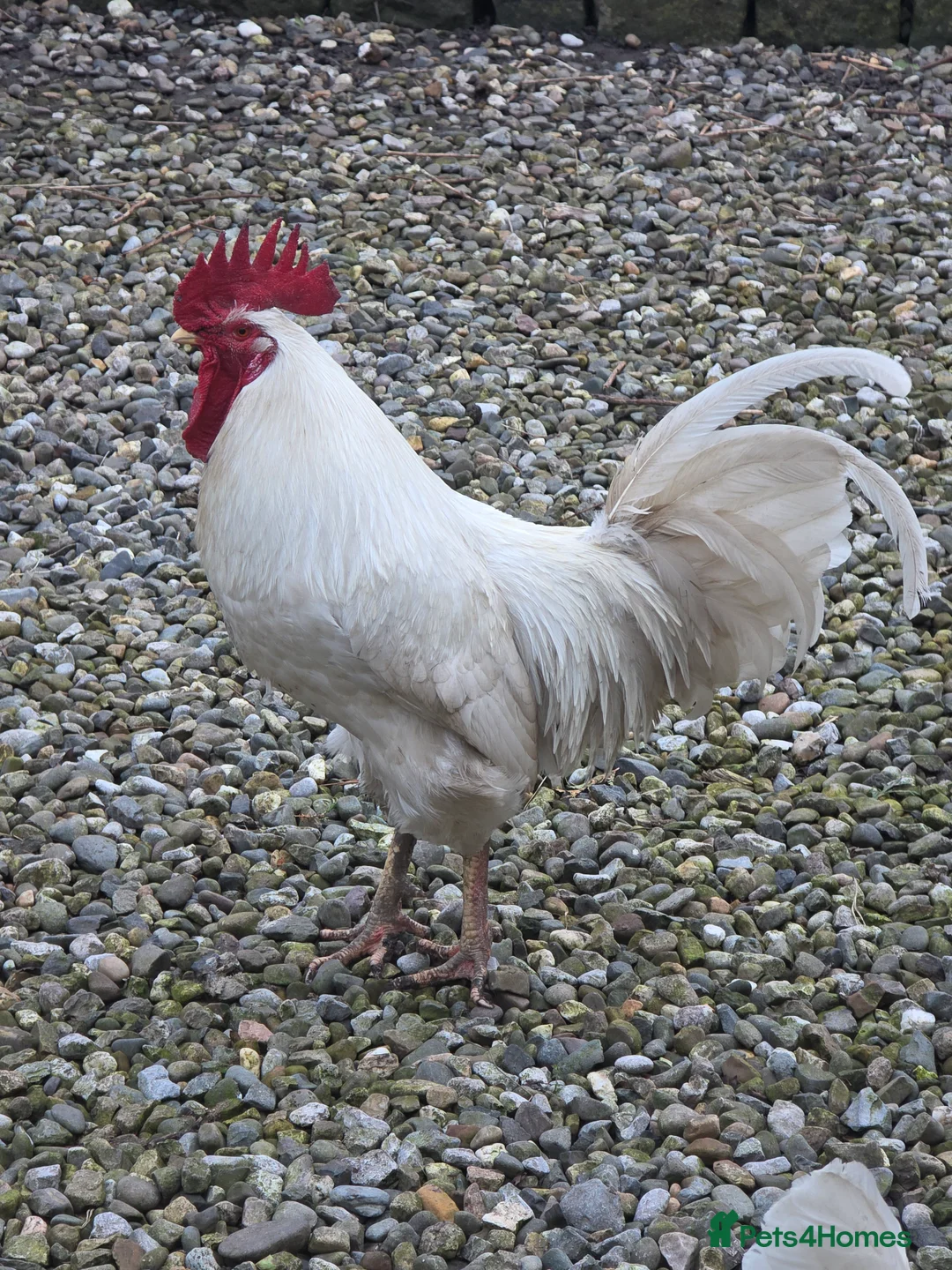 Mixed Breed poultry for sale: Cockerels needing a new home  - Advert 2