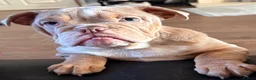 English Bulldog dogs for sale: my tilly is for sale  - Advert 3