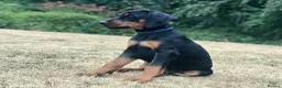 Dobermann dogs for sale: Mr Blue- A truly Free Range Doberman - Advert 19