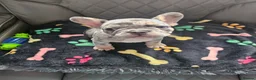 French Bulldog dogs for sale: French Bulldog Puppies - Advert 9