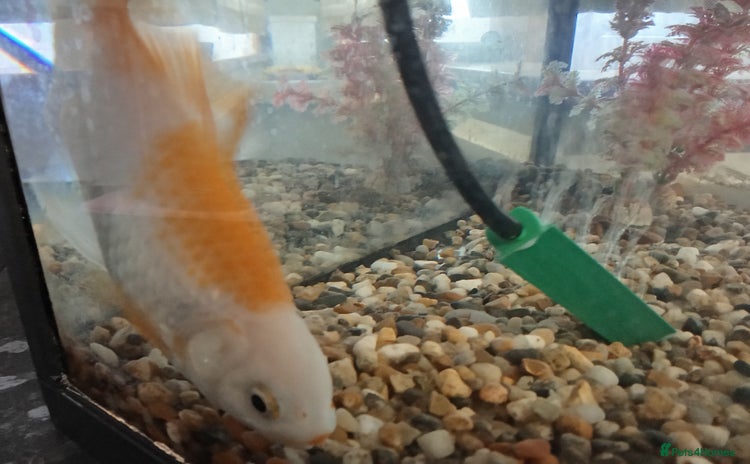 Goldfish fish - Advert 3