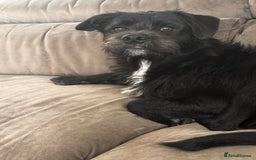 Mixed Breed dogs for sale: Looking for his forever home ♥️ - Image 3