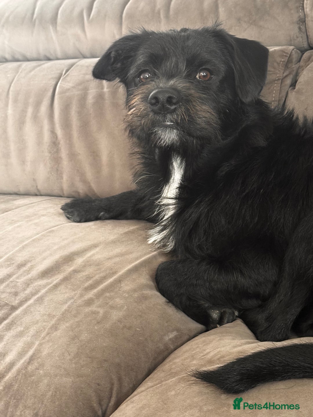 Mixed Breed dogs for sale: Looking for his forever home ♥️ - Image 3
