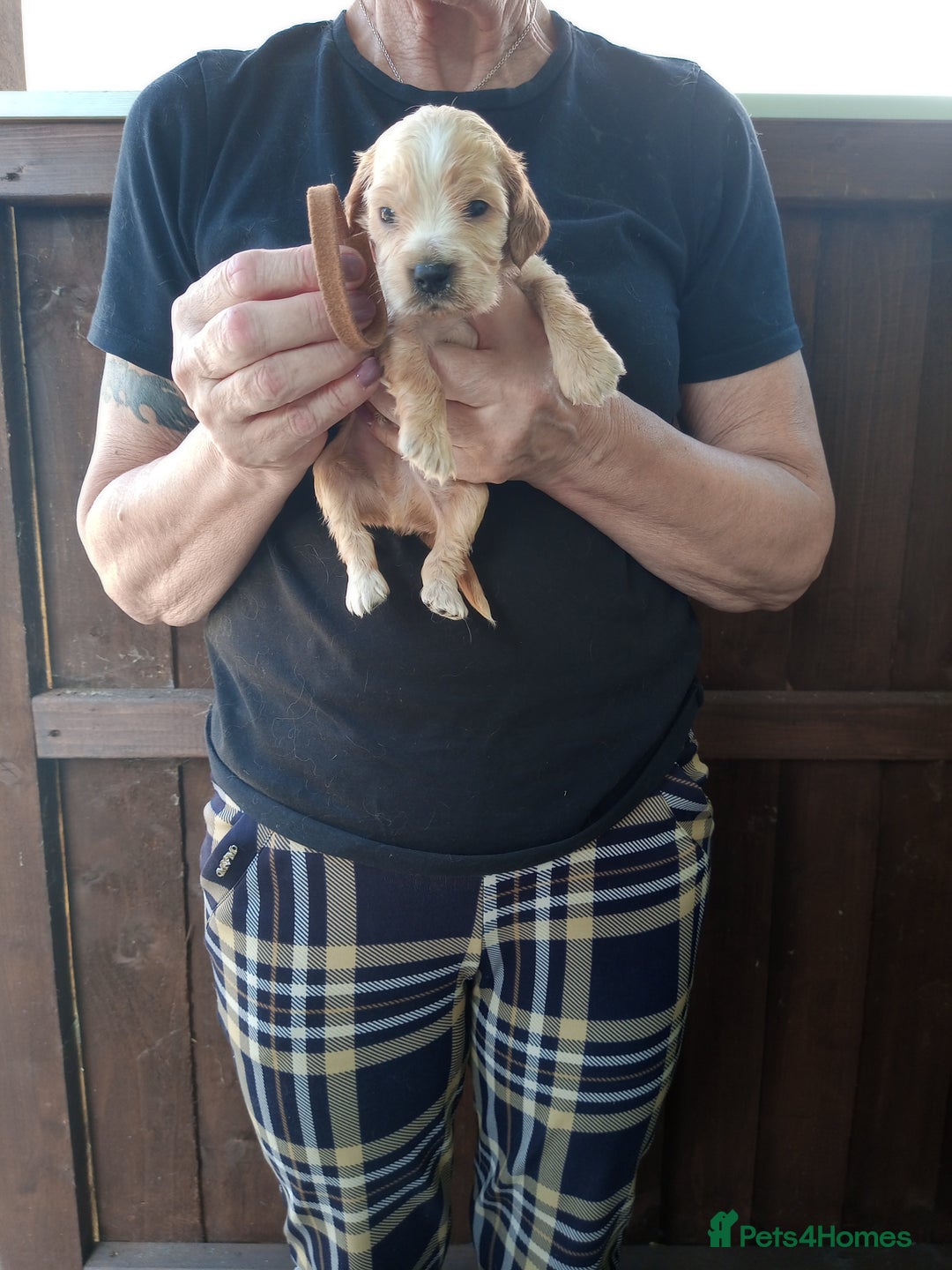 Cocker Spaniel dogs for sale: KC reg show cocker spaniel puppies  - Image 11