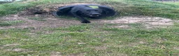 Labrador Retriever dogs for sale: Lab puppy for sale  - Advert 10