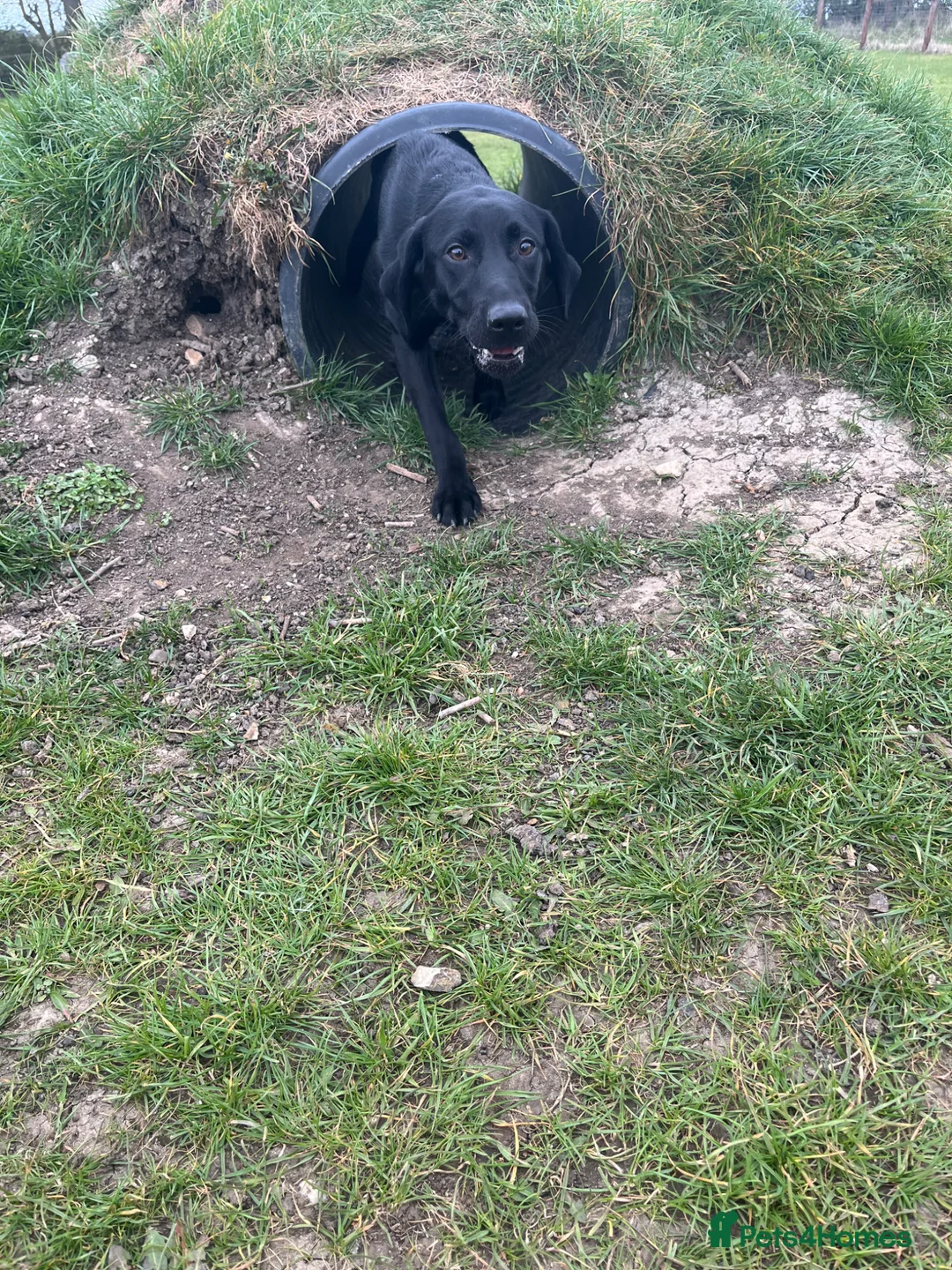 Labrador Retriever dogs for sale: Lab puppy for sale  - Advert 10