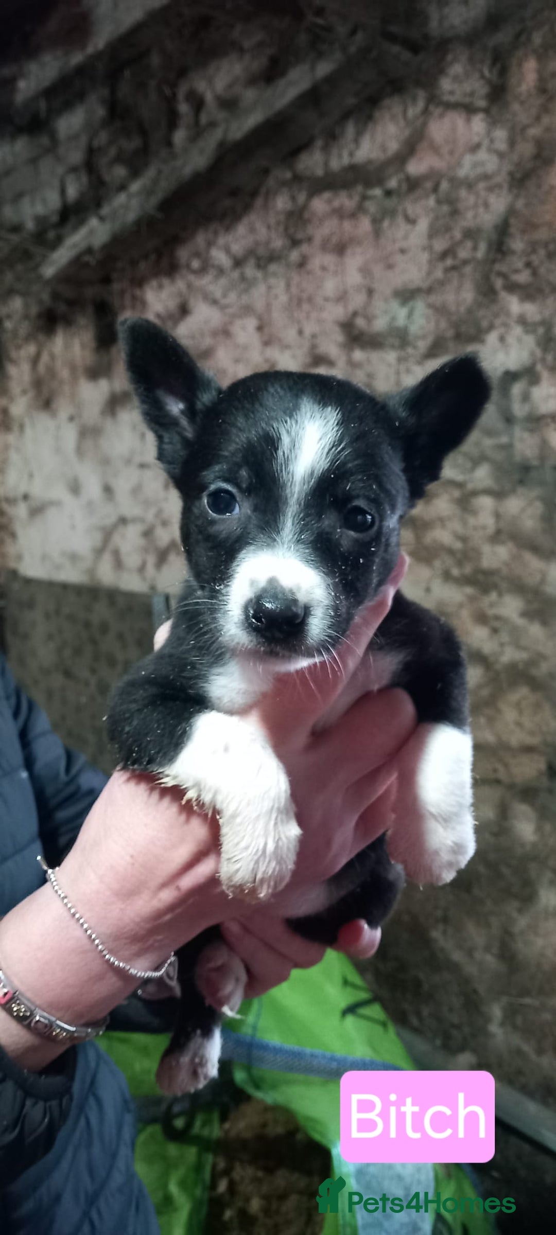 Border Collie dogs for sale: Border Collie Pups - Advert 6