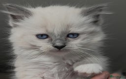 Ragdoll cats for sale: Ragdoll kittens ready to go! - Image 9