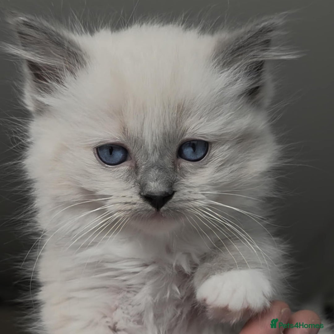 Ragdoll cats for sale: Ragdoll kittens ready to go! - Image 9