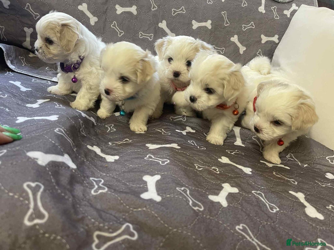 Bichon Frise dogs for sale: Bichon Frise  - Image 19