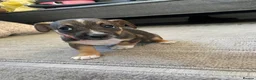 Jack Russell dogs for sale: Jack Russell pups - Advert 6