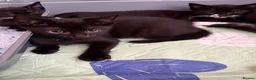 Mixed Breed cats for sale: 5 black and white kittens  - Advert 2